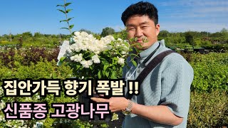 JB가든센터 강력 추천!! 방안가득 향기를 채우는 신품종 고광나무!!