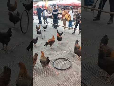 These people take away the chicken by playing circle game