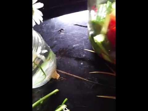 ヘビに対するペパーミント マムシ ヘビ シナモン 爬虫類