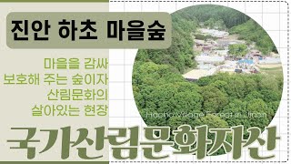 [#국가산림문화자산] 진안 하초 마을숲