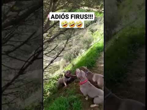 PELEA DE PERROS 🤣🤣 (Quien salta más alto) #dog #shorts
