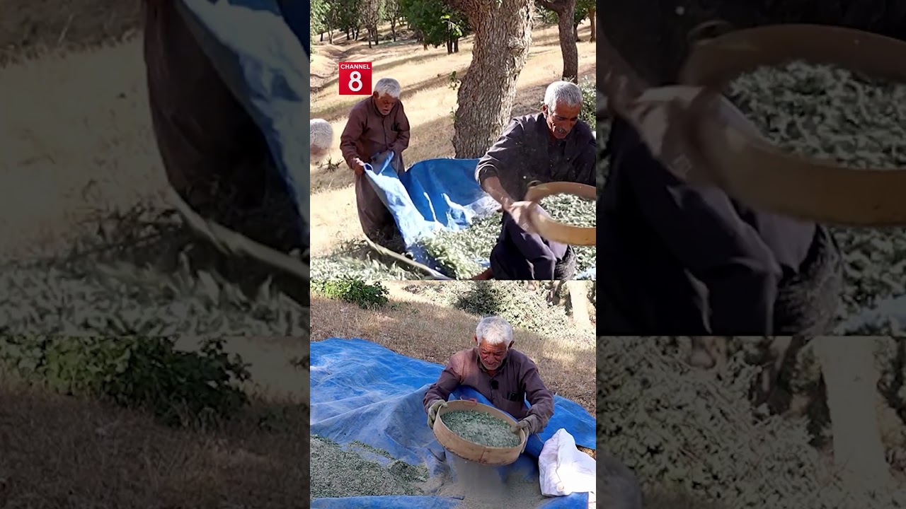 ڤیدیۆ | دروستکردنی گەزۆ لە گوندی باریکای ڕۆژهەڵاتی کوردستان