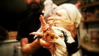 Our Rooster Has BUMBLEFOOT!!