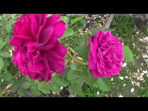 イングリッシュローズ「ウィリアム・シェイクスピア2000」 植物