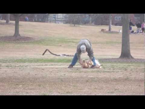 Un perro que no quiere irse del parque