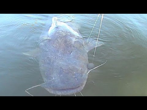 Huge Flathead Catfish Came Back for More