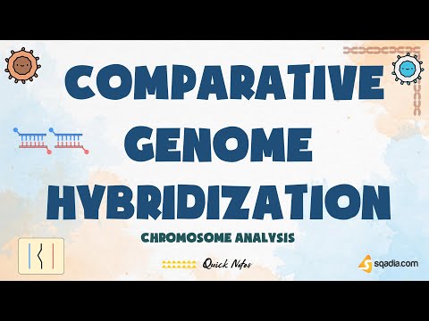 Chromosome Analysis | Comparative Genome Hybridization (CGH) | Genetics Basics | Cell Biology
