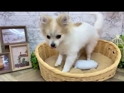 No.136415 ハーフ犬　♂