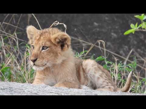 Safari adventure in a wildlife paradise - Scenic Relaxation Film With Calming Music-Our planet-AFR