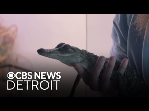 Baby alligator rescued from Belle Isle - YouTube
