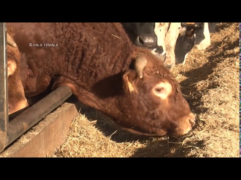 Tov limuzin goveda -  prosecan farmer u Francuskoj - kako hraniti krave