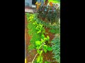 Hanging plant fertilizing garden care at Asuransi Bintang 29/11/22 3