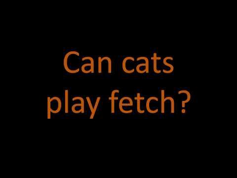 Can cats play fetch?