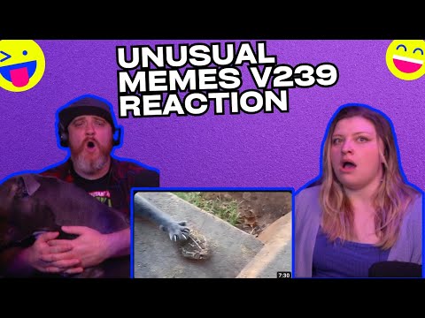 UNUSUAL MEMES COMPILATION V239 @UnusualVideos | HatGuy & @gnarlynikki React