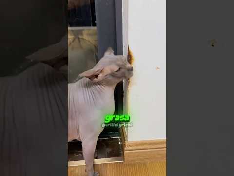 ¿Por qué los gatos sin pelo sueltan tanta grasa?😲