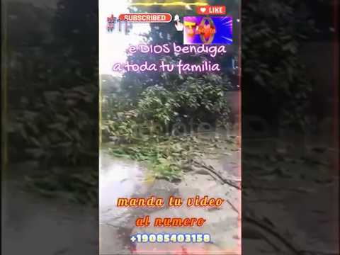 #11 imágenes y videos de árboles caídos en el cotorro por tormenta de granizo #graciasdios