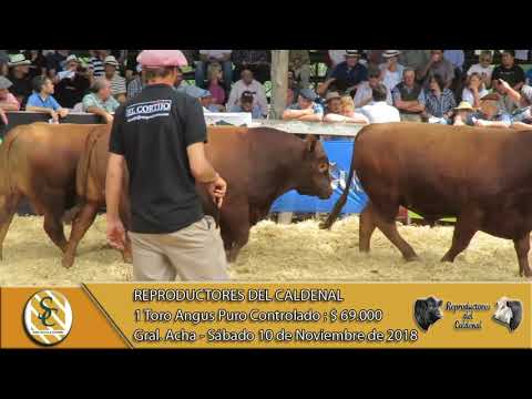 10-11-18 Venta de Toros Angus y Hereford P.C. y P.R. - Reproductores del Caldenal - General Acha