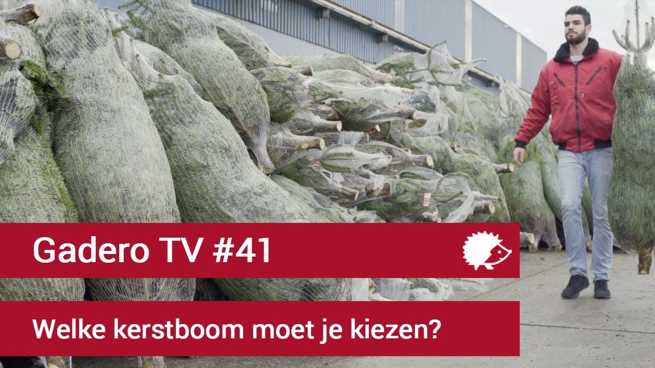 #41 Welke kerstboom moet je kiezen 🎄
