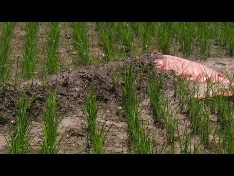 Grand Prairie Rice Plot