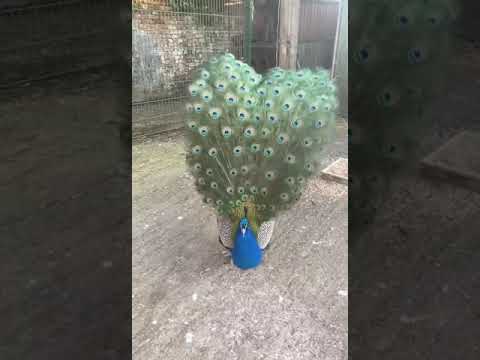 Reel tagged #video