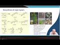 Comprehensive Biosynthesis and Metabolic Engineering of Lignans, Rosmarinic and Chlorogenic Acids