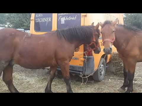 Manzi de 7 luni si 1 an a dl Smoliac Silviu de la Gura Humorului