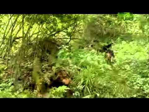 Pet4oyu.gr: Dogs Beagle - Μπέϊγκελ