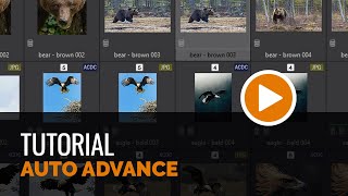 Fast Ratings, Labels, and Keywords