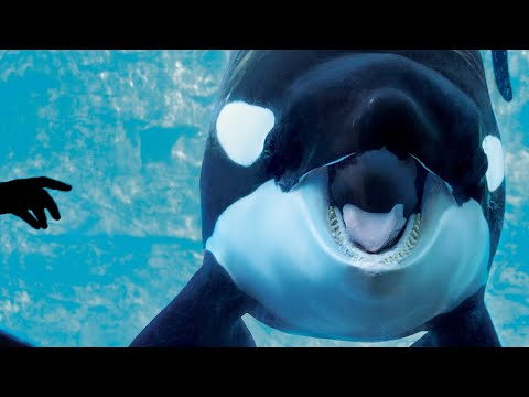 Underwater Video 2 feat. Whales, Dolphins & Sharks | A.W.O MOANA