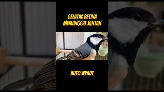 Download lagu glatik betina auto nyaut #glatik #gelatik #gelatikbatugacor #masteranburung #burungkecil #wucit mp3 Download lagu glatik betina auto nyaut #glatik #gelatik #gelatikbatugacor #masteranburung #burungkecil #wucit mp3