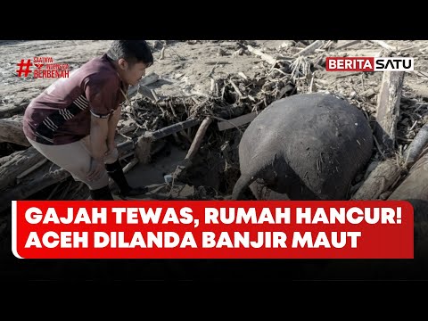 Gajah Mati & Rumah Hancur Akibat Banjir Bandang di Aceh #Beritasatu