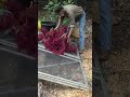 So Trocknen Sie Ihren Amaranth