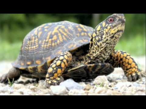 Crystal Castles vs Kanye vs Gorillaz