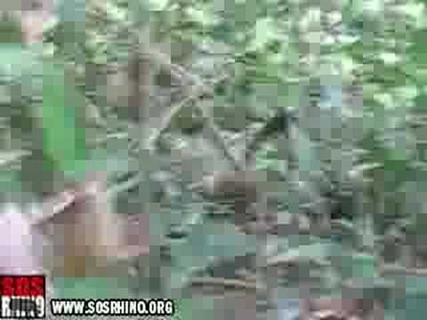 Sumatran Rhino in the Wilds of Borneo