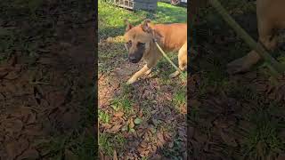 Video preview image #1 Mutt Puppy For Sale in Jackson, MS, USA