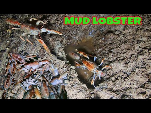 vlog310- Pinakamadaling Paraan ng Panghuhuli ng Uson-Uson/ Mudlobster Part 1