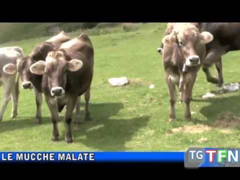 , title : 'Sequestrate 217 mucche, sospetta tubercolosi'