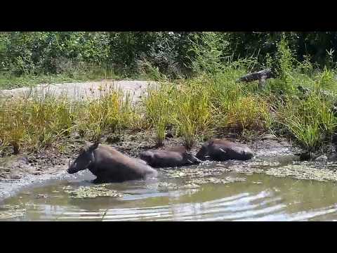 Djuma: Warthogs-mom and three piglets - 09:55 - 03/22/20