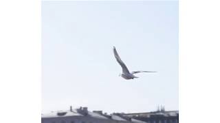 Lykke Li - Silver Line :: flying seagull ::