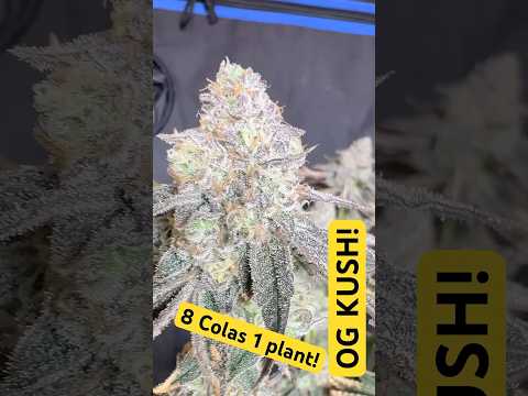 OG kush !!  !