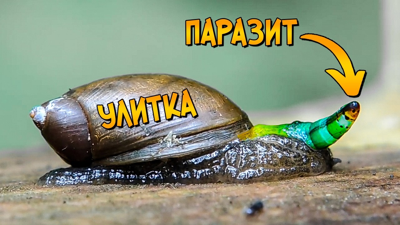 Ужасы Реального Мира: Лейкохлоридий Парадоксальный
