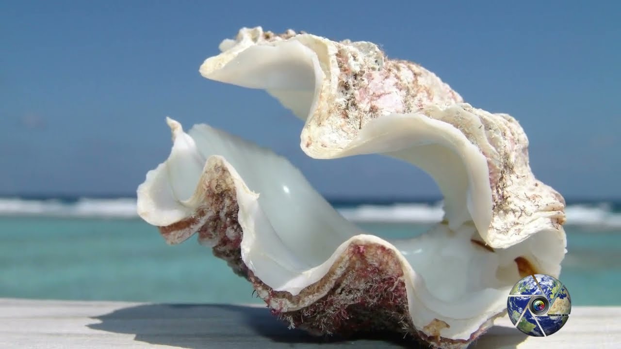LE CONCHIGLIE PIU' BELLE AL MONDO