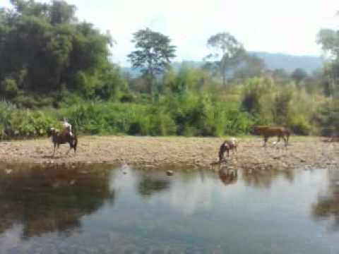 The Wild Horse in Nakhonnayok @ V FARM วีฟาร์ม นครนายก