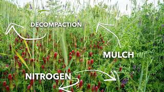 Dialing in a Cover Crop for Your Soil Health Needs