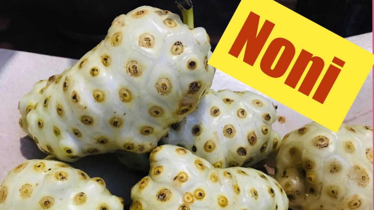 ⭐️Os benefícios do NONI para a sua SAÚDE Comprovados cientificamente