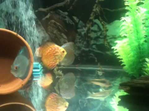 Hand Feed Discus