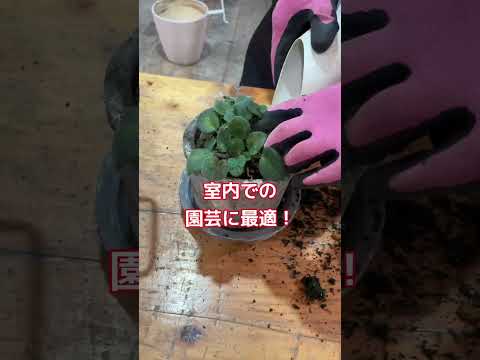 plantes-balcon-fleurs-lilas-rose