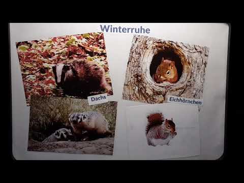 Tiere im Winter - Digitale Kindertreffs