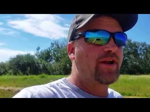 Swathing Grain explained
