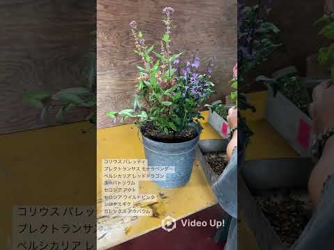 カラフルで親しみやすい秋のプランターにぴったりの植物はどれですか？夏に置き換えて植えるのに最適な7つの美しい種!  庭園